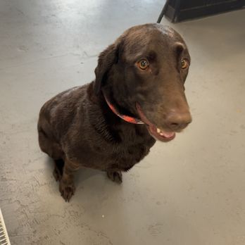 Good Karma Dog Spa - Pet Groomers Near Me - Duvall, Washington Good Karma Dog Spa - Pet Groomers Near Me - Duvall, Washington