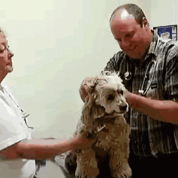 Animed Veterinary Hospital - Veterinarians Near Me - Hubert, North Carolina Animed Veterinary Hospital - Veterinarians Near Me - Hubert, North Carolina