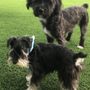 Photo of Mercy Pet Resort