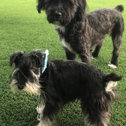 Mercy Pet Resort