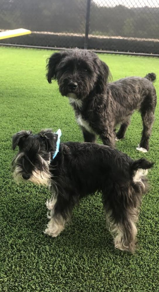 Mercy Pet Resort - pet boarding facility in Leander, TX