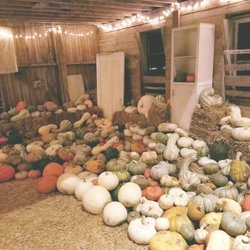 Sugar Grove Pumpkin Farm