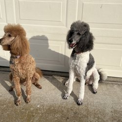 Candy's Dog Salon - Coco and Miss Parti sporting their new look after some 'Candy magic'.