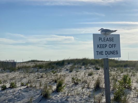 Fire Island by null