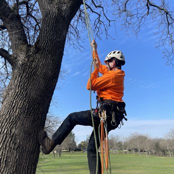 Fresh Air Tree Experts - Cameron heading up the oak tree ! - Tree Services Near Me