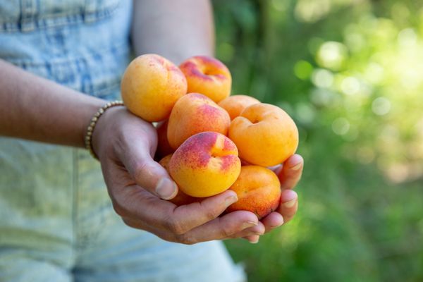 Apricot Lane Farms by null