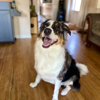 Sydnee's pet grooming - Pet Groomers Near Me - Escondido, California Sydnee's pet grooming - Pet Groomers Near Me - Escondido, California
