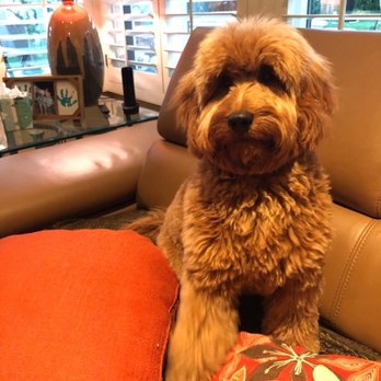 DawgyStyle - Pet Groomers Near Me - Dana Point, California