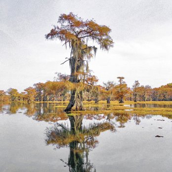 Ole jiggers Caddo lake Adventures - Boat Tours Near Me - Karnack, Texas Ole jiggers Caddo lake Adventures - Boat Tours Near Me - Karnack, Texas