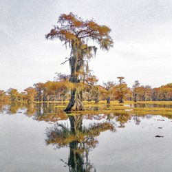 Ole jiggers Caddo lake Adventures