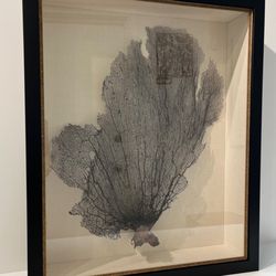 Baas Framing Studio - Coral fan in a deep shadowbox frame with linen backing.