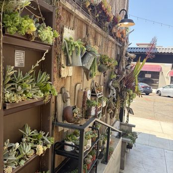 Succulent Coffee - Coffee & Tea Near Me - Oceanside, California Succulent Coffee - Coffee & Tea Near Me - Oceanside, California