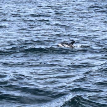 Cape Ann Whale Watch - Atlantic white sided Dolphin - Boat Charters Near Me - Gloucester, Massachusetts