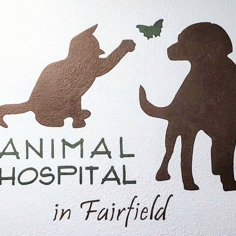 Solano spca spay and neuter clinic (88) foto