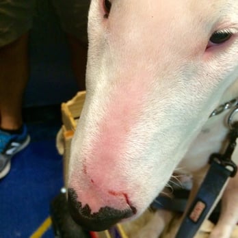Waggle Bros Pet Resort & Spa - Fresh bloody cut on the nose and no heads up from staff nor an explanation!!! Do the cameras work? - Pet Groomers Near Me - Miami, Florida