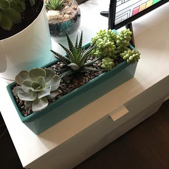 Young Flowers - Beautiful succulent arrangement from Young Flowers!!! - Florists Near Me - Seattle, Washington Young Flowers - Beautiful succulent arrangement from Young Flowers!!! - Florists Near Me - Seattle, Washington