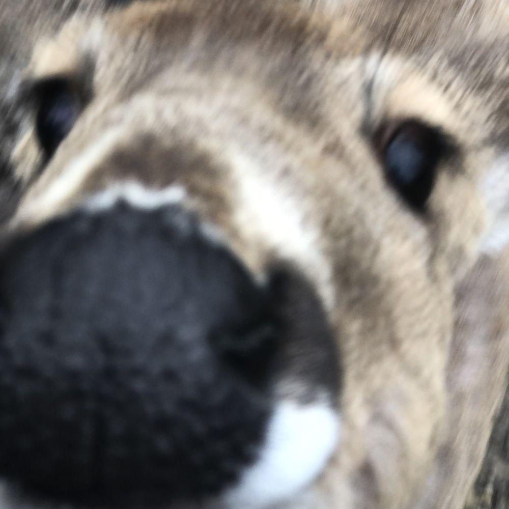 Olentangy Indian Caverns - Deer wanting more animal crackers - Tours Near Me - Delaware, Ohio