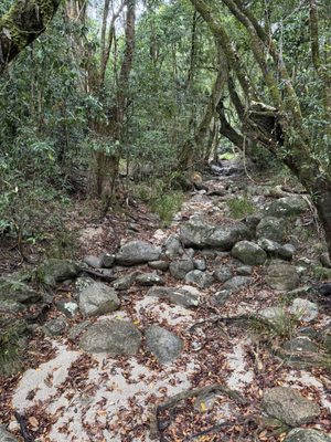 Mossman Gorge by null