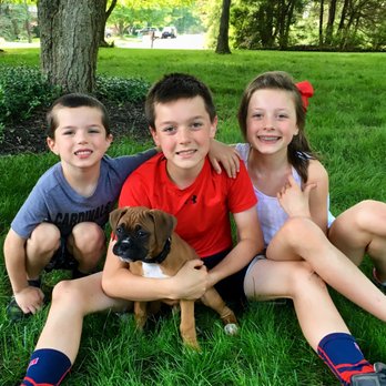 Boxer Blvd - Pet Breeders Near Me - Holmesville, Ohio