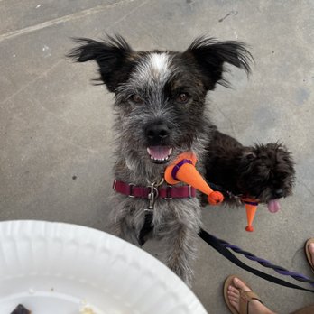 Puppy Picnic - Party & Event Planning Near Me - Encinitas, California Puppy Picnic - Party & Event Planning Near Me - Encinitas, California