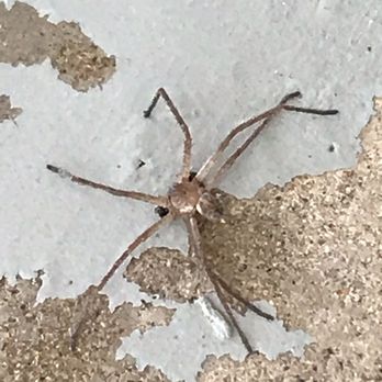 Stapley Pest Control - Pest Control Near Me