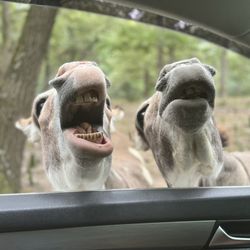 Wild Animal Safari