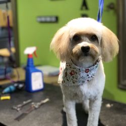 user provided Candies Pet Grooming photo