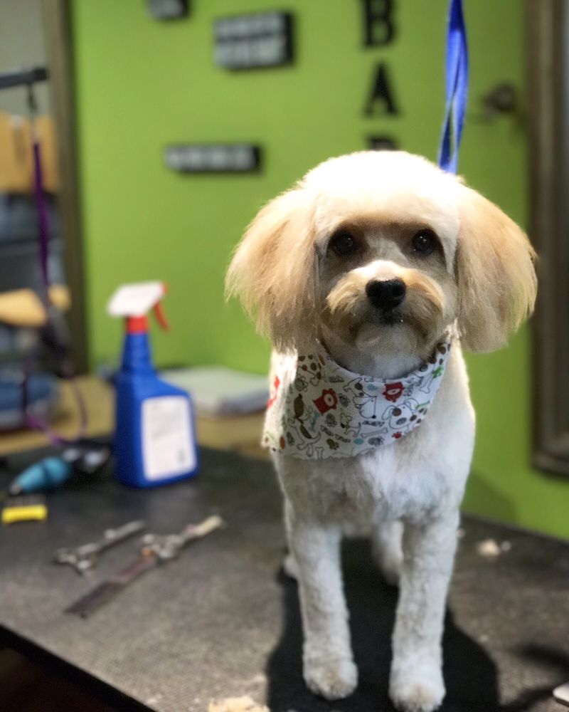 CANDIES PET GROOMING Updated September 2024 139 Photos & 25 Reviews