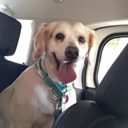 Sable after her morning at the spa! She loves Dog de Salon! Sable after her morning at the spa! She loves Dog de Salon!