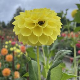 bee in flower