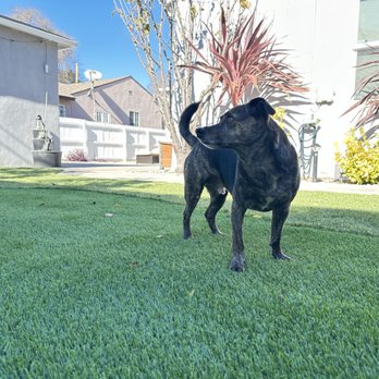 System Pavers - Pet friendly turf! - Masonry/Concrete Near Me - West Covina, California