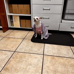 Specialty Care Pharmacy - Our boss Bella