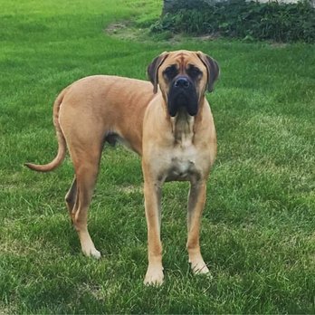 Twin Valley Veterinary Services - This one of our favorite clients! Jax is a 2 year old, 170 pound englis mastiff! - Veterinarians Near Me - West Alexandria, Ohio Twin Valley Veterinary Services - This one of our favorite clients! Jax is a 2 year old, 170 pound englis mastiff! - Veterinarians Near Me - West Alexandria, Ohio