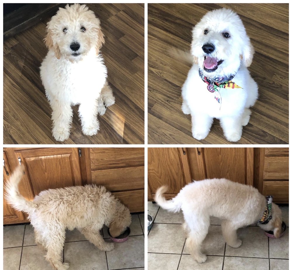 HUSHPUPPIES PET SALON Updated July 2024 5222 1/2 Dixie Hwy