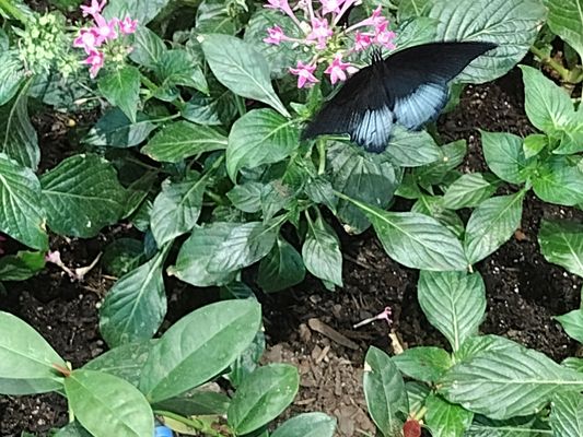 Audubon Insectarium by null