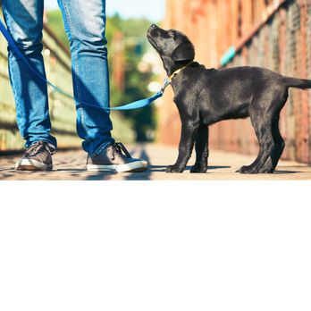 Happy Pets of Brevard - Pet Sitting Near Me Happy Pets of Brevard - Pet Sitting Near Me