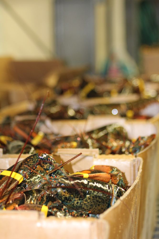 THE LOBSTER TRAP Updated September 2024 15 Photos & 11 Reviews 290 Shore Rd, Bourne