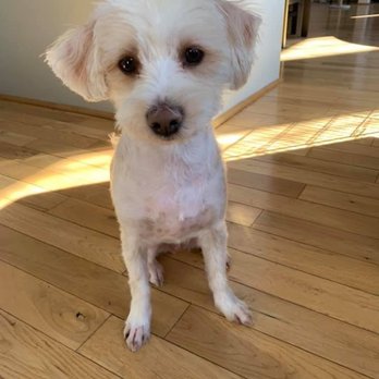 The FURdresser - Does not look like the same dog and look how awful his paws look - Pet Groomers Near Me - Warwick, Rhode Island The FURdresser - Does not look like the same dog and look how awful his paws look - Pet Groomers Near Me - Warwick, Rhode Island