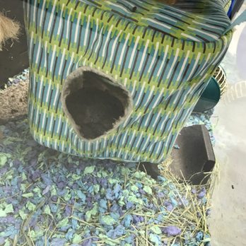 PetSmart - Chinchilla!! - Pet Groomers Near Me - Utica, Michigan