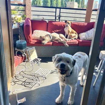 DoggieTales LA - Dog Walkers Near Me DoggieTales LA - Dog Walkers Near Me