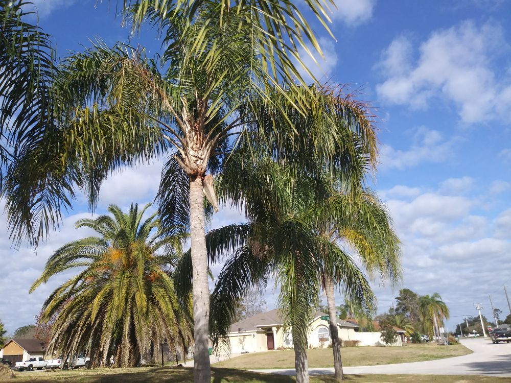 TIMBER TREE & LANDSCAPING Updated October 2024 61 Photos 916 Lexington Rd, DeLand, Florida