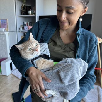 Medrano Vets - Simba loves our cat cozy purrito wrap - Veterinarians Near Me Medrano Vets - Simba loves our cat cozy purrito wrap - Veterinarians Near Me