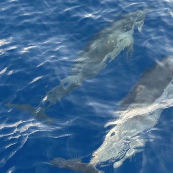 Ko Olina Ocean Adventures - Dolphins - Snorkeling Near Me - Kapolei, Hawaii Ko Olina Ocean Adventures - Dolphins - Snorkeling Near Me - Kapolei, Hawaii