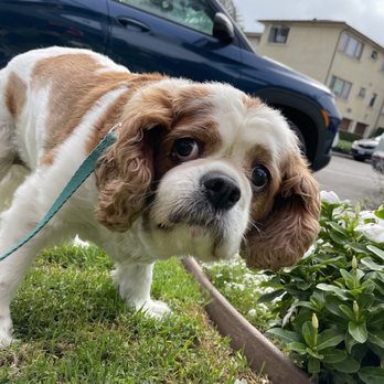 Fancy Tails - Dog Walkers Near Me - Hermosa Beach, California