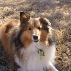 Family Counseling Associates of North Ga - Meet our certified therapy animal Tazo! He is the lead Co-Therapist in Dr. Amanda's play room!