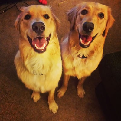 miss charlotte's pampered pets