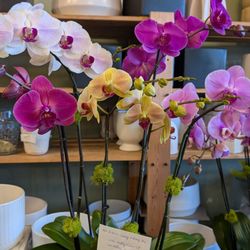 Melissa Orchid - Beautiful orchid arrangement
