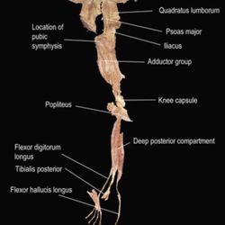 Myofunctional Therapy Of La Jolla - Fascia is related to orofacial myofunctional disorders. From the tongue to the toes.
