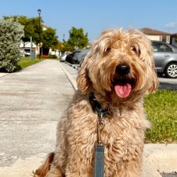 Miami's Pet Grooming