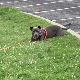 Resting, squirrels are fast !!!! Resting, squirrels are fast !!!!